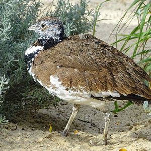Little bustard (Tetrax Tetrax)