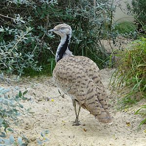 Asian houbara (Chlamydotis macqueenii)