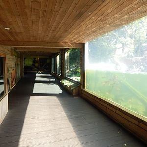 Bears of the Rising Sun - Malayan sun bear enclosure 110925