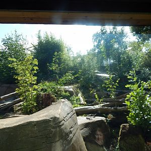 Bears of the Rising Sun - Malayan sun bear enclosure 110925