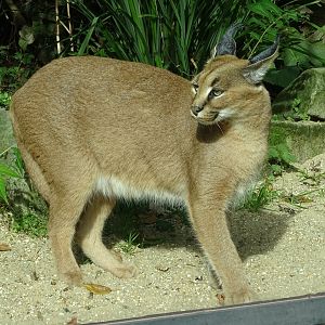 Caracal (Caracal caracal)
