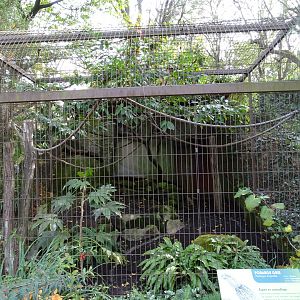 Tawny frogmouth (Podargus strigoides) exhibit