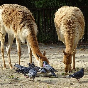 Vicuñas (Lama vicugna) and pigeons