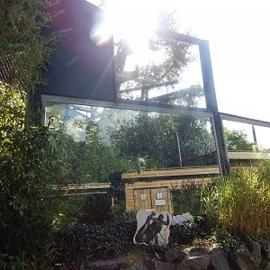 Colombian black spider monkey enclosure 110925