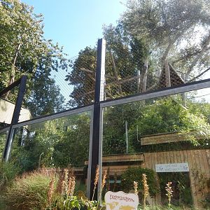 Colombian black spider monkey enclosure 110925