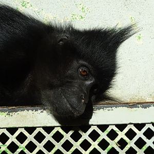 Black crested mangabey (Lophocebus aterrimus)