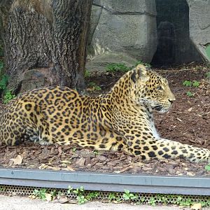 Amur leopard (Panthera pardus orientalis)