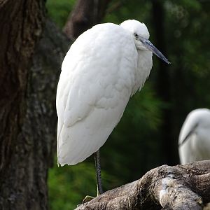 Little egret (Egretta garzetta)
