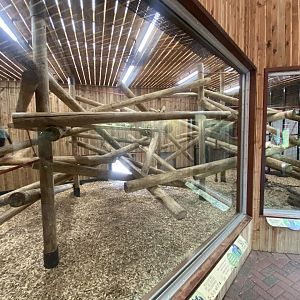 Mangabey Mangrove - Cherry-crowned mangabey enclosure 110925