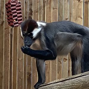 Cherry-crowned mangabey 110925