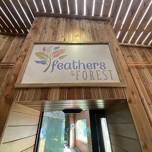 Feathers of the Forest 110925