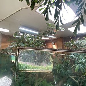 Feathers of the Forest 110925