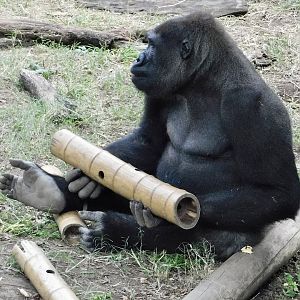 Western Lowland Gorilla (Gorilla gorilla gorilla) October 18, 2025