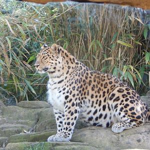 Ussuri Falls - Amur leopard 110925