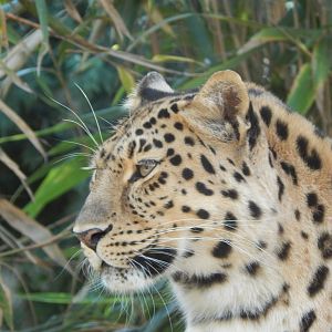 Ussuri Falls - Amur leopard 110925