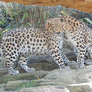 Ussuri Falls - Amur leopards 110925