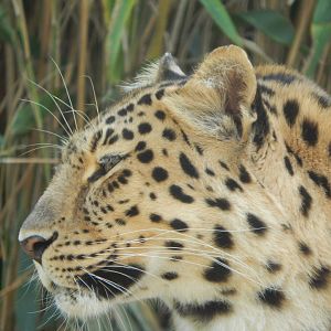 Ussuri Falls - Amur leopard 110925
