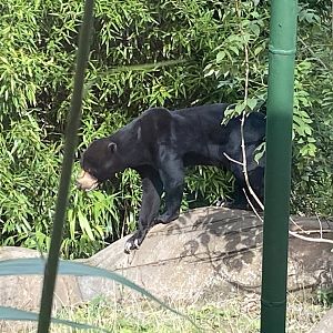 Bears of the Rising Sun - Malayan sun bear 110925