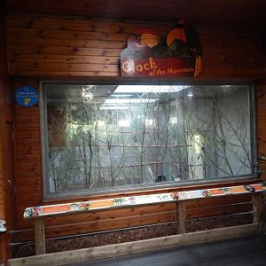 Clock of the Mountain - Mindanao rufous hornbill indoors 110925