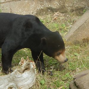 Bears of the Rising Sun - Malayan sun bear 110925