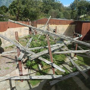 Mangabey Mangrove - Cherry-crowned mangabey enclosure 110925