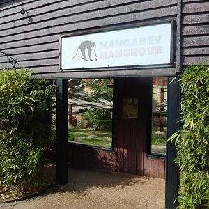 Mangabey Mangrove 110925