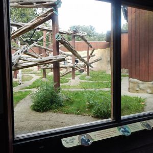 Mangabey Mangrove - Cherry-crowned mangabey enclosure 110925
