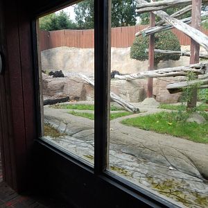 Mangabey Mangrove - Cherry-crowned mangabey enclosure 110925