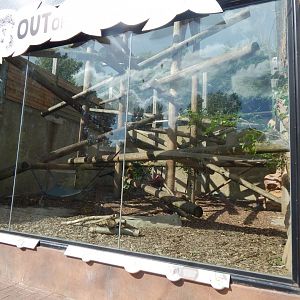 Out of Africa - Barbary macaque enclosure 110925