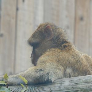 Out of Africa - Barbary macaque 110925