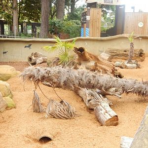 Out of Africa - Meerkat enclosure 110925