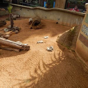 Out of Africa - Meerkat enclosure 110925