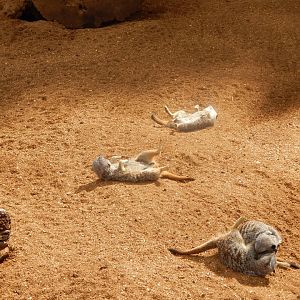 Out of Africa - Meerkat relaxation 110925