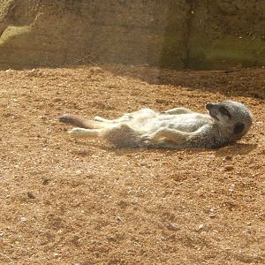 Out of Africa - Meerkat relaxation 110925