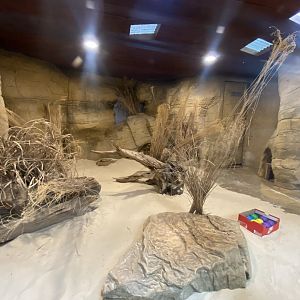 Out of Africa - Fennec fox enclosure 110925