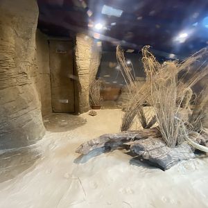 Out of Africa - Fennec fox enclosure 110925