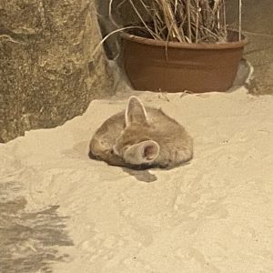 Out of Africa - Fennec fox 110925