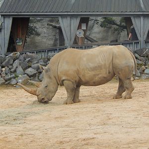 Southern white rhinoceros 110925