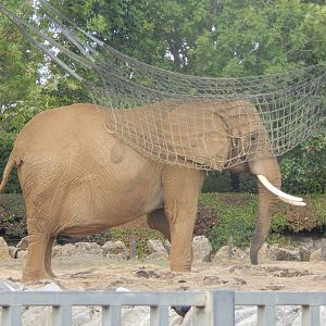 African savanna elephant 110925