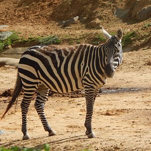 Maneless zebra 110925
