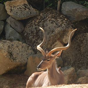 Greater kudu 110925