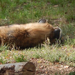 Edge of Africa - Spotted hyena 110925