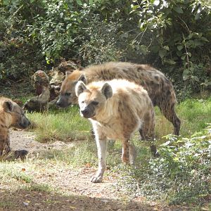 Edge of Africa - Spotted hyenas 110925
