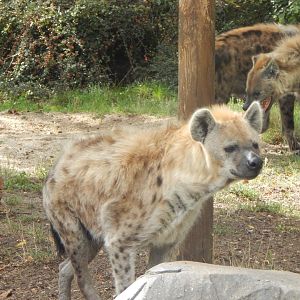 Edge of Africa - Spotted hyena 110925