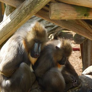 Edge of Africa - Mandrills 110925