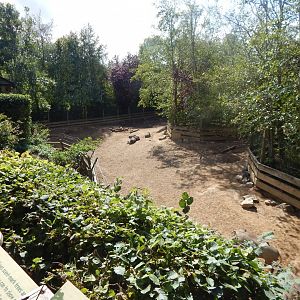 Edge of Africa - Common warthog/Northern warthog enclosure 110925