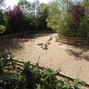 Edge of Africa - Common warthog/Northern warthog enclosure 110925