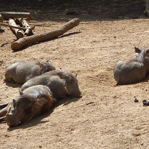 Edge of Africa - Common warthogs/Northern warthogs 110925