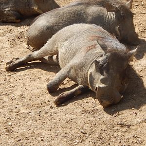 Edge of Africa - Warthogs 110925
