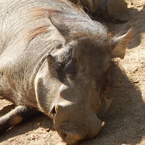 Edge of Africa - Warthogs 110925